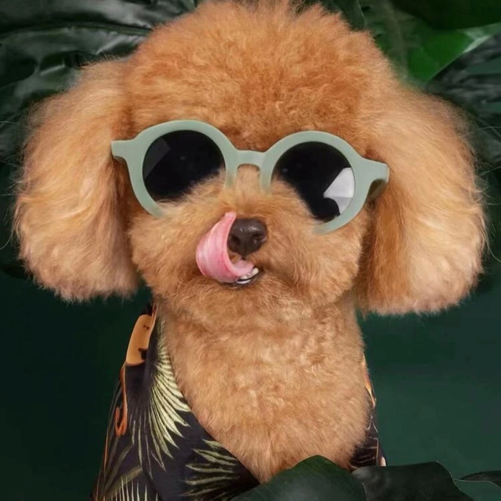 Round Mint Fashion Pet Sunglasses and Bandana Set - Picture 9 of 12